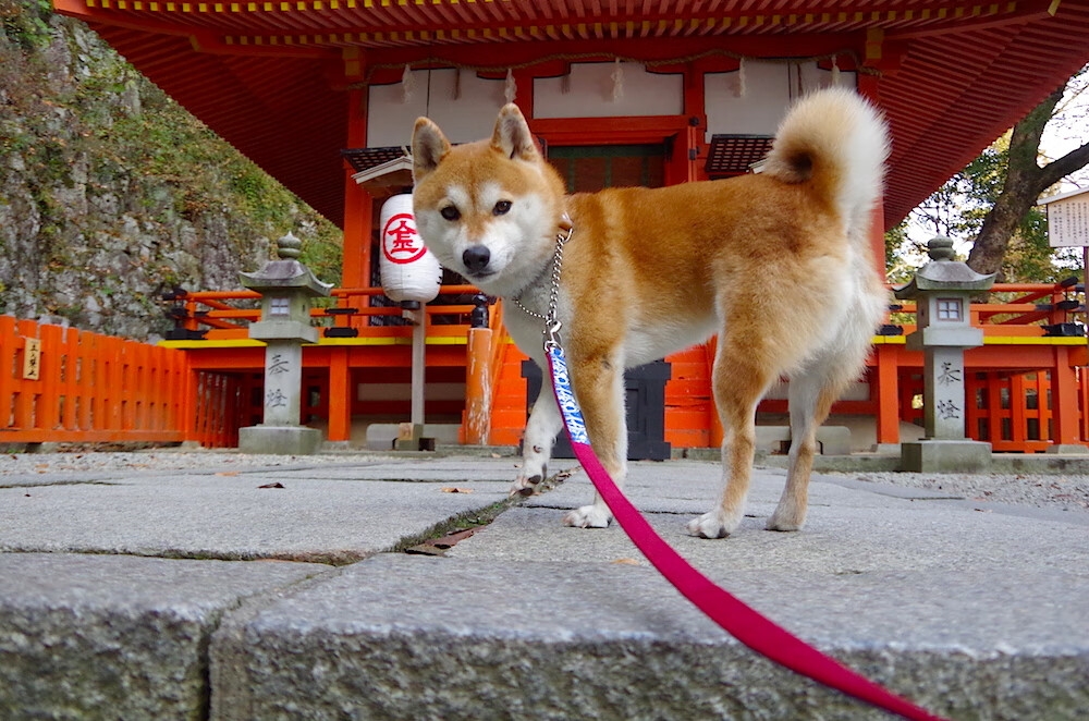 kaiyun sports-传统经典赛事重启，为粉丝带来回忆