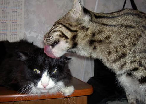 -塞内加尔队在巴黎奥运会比赛中展现出高效的传球配合，塞内加尔足球运动员