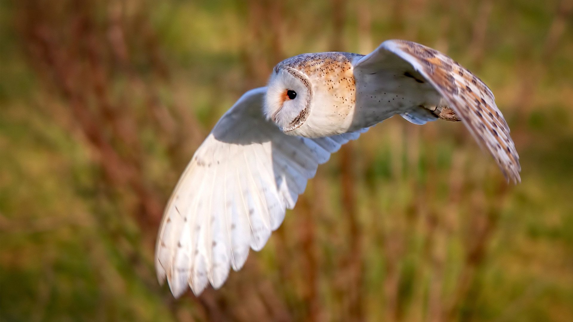 逆转“奇迹夜”：那些让欧洲球迷疯狂的经典瞬间，nba逆转奇迹