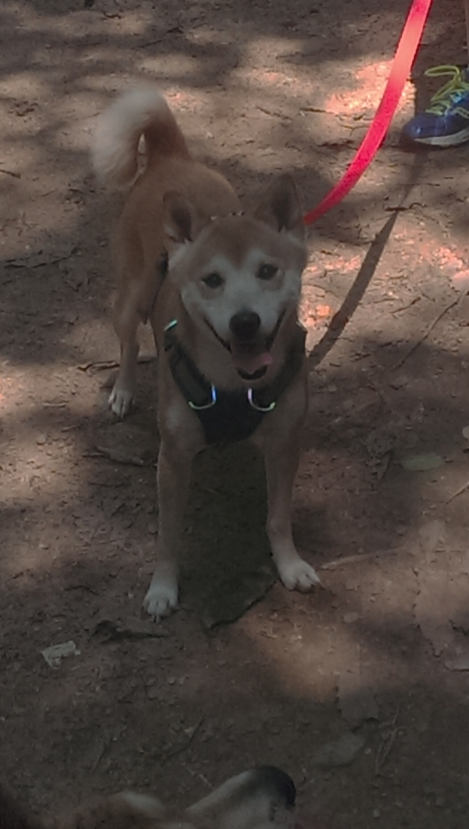 《湖人季后赛前景分析:詹姆斯和戴维斯能否带队走得更远?》,湖人顶薪续约戴维斯