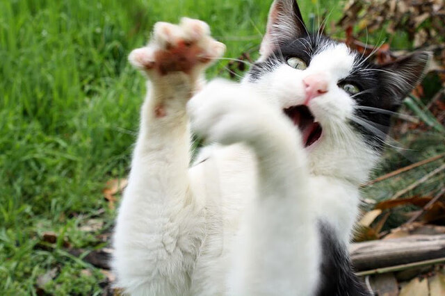 奥斯汀马刺比赛录像分析，奥斯丁马刺比赛