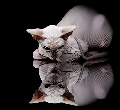 巴恩斯利主场主场大胜，球队士气高涨，目标冲击冠军，巴恩斯利vs斯旺西比赛结果