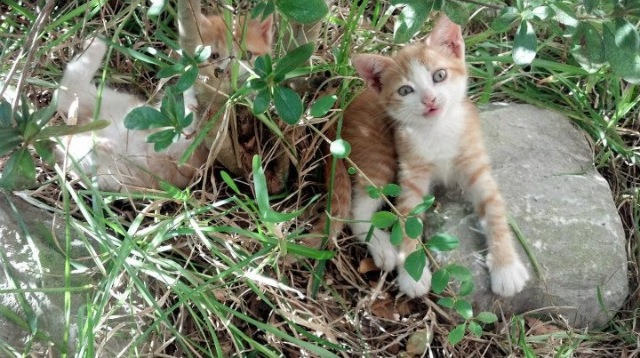 kaiyun sports safe-山东泰山对阵天津天海，谁将在比赛中力压对手取胜？，山东泰山对青岛比赛集锦