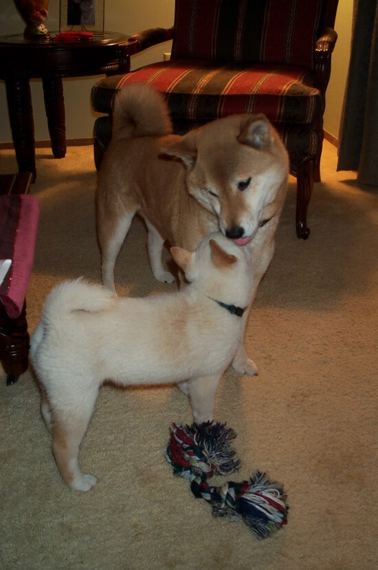 开云体育下载APP-拜仁慕尼黑俱乐部宣布签约西班牙中场球员，拜仁慕尼黑签下中场