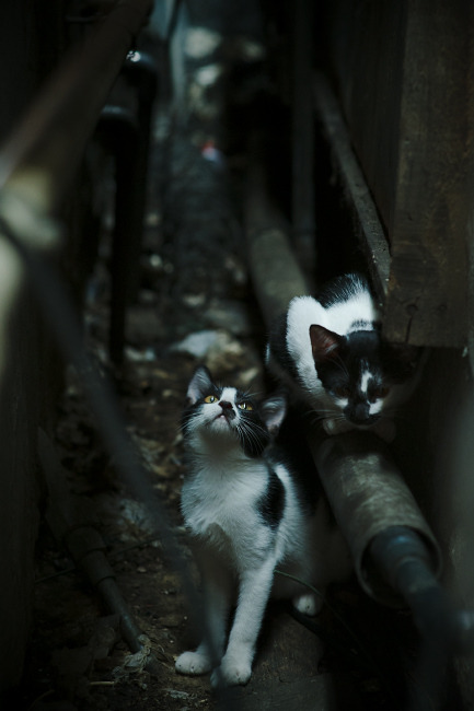 世俱杯:豪门“抬头望星”,球队争夺世界冠军荣耀