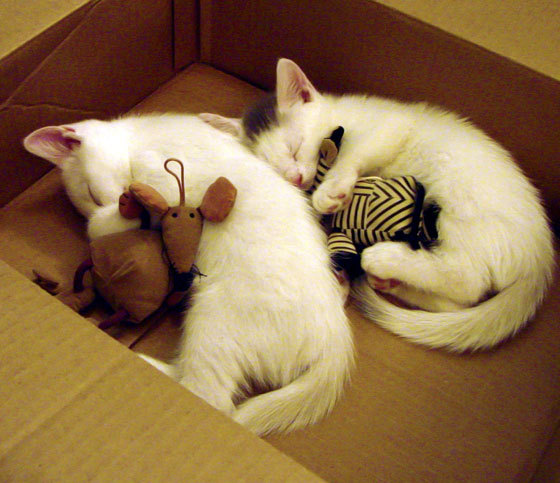 kaiyun-“羽毛球挑战：简阳文体中心赛场精英选手争夺世界之巅”